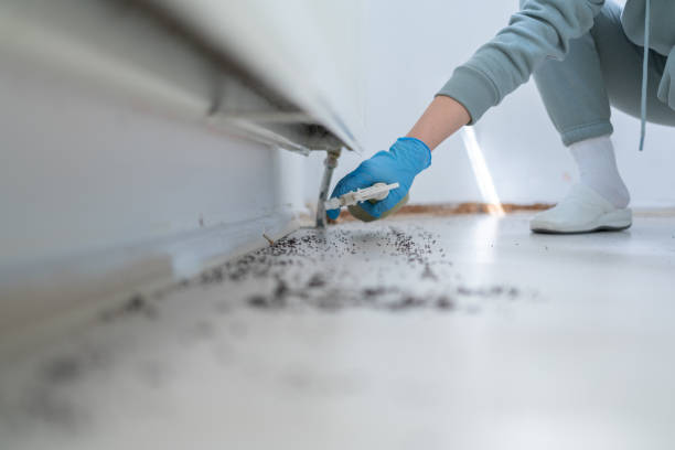 Best Flea Control Services  in West Pleasant View, CO
